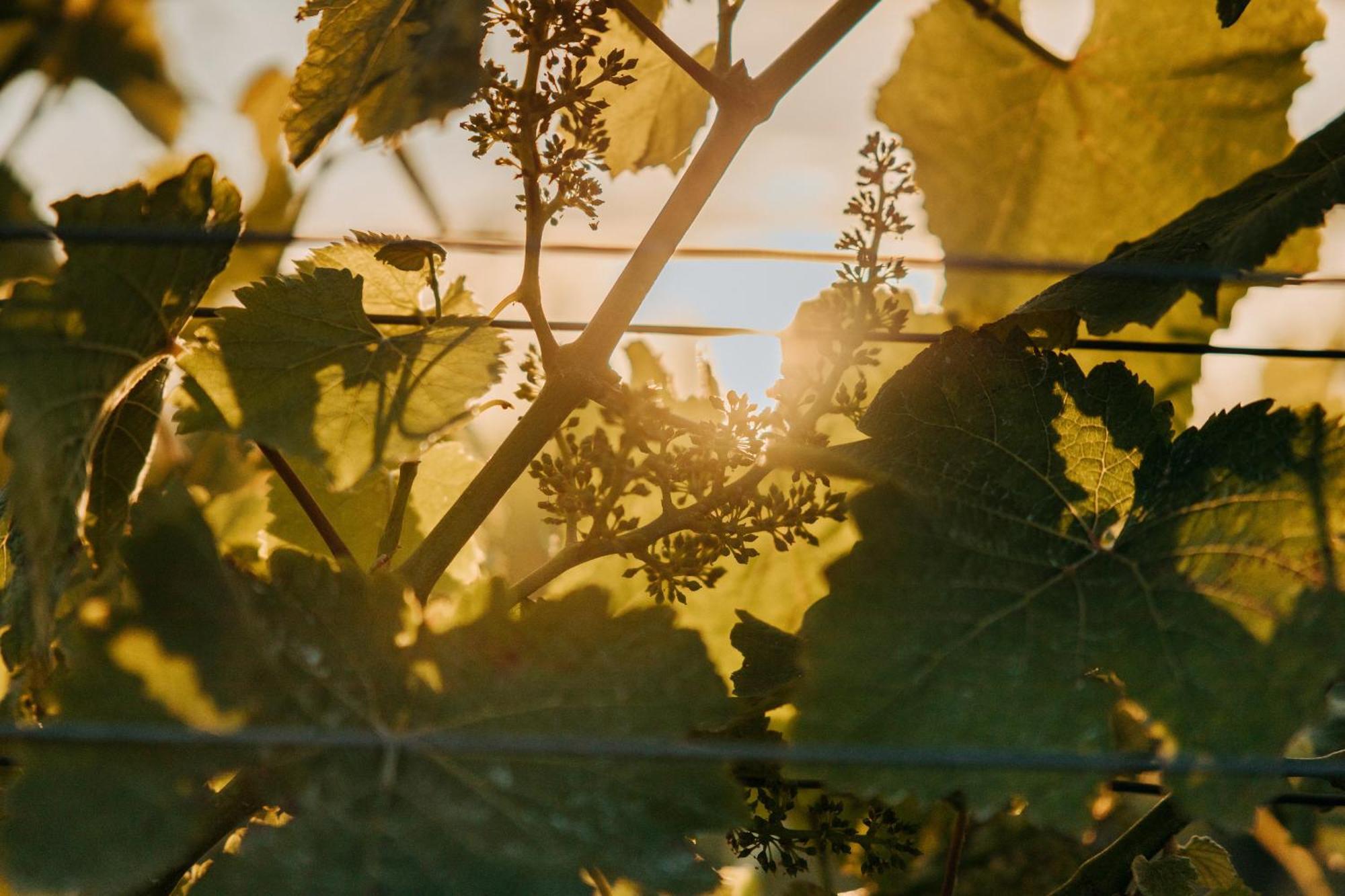 Villas & Vines Glamping Hastings Luaran gambar
